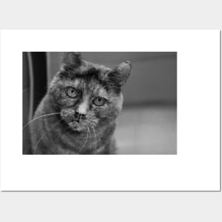 Black and White Tortoiseshell Cat Photograph Posters and Art